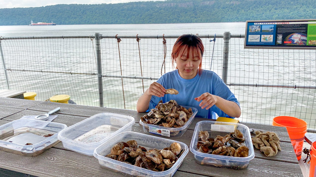 Yuqing Chen, a doctoral student and the study’s first author, searches for and counts baby oysters.